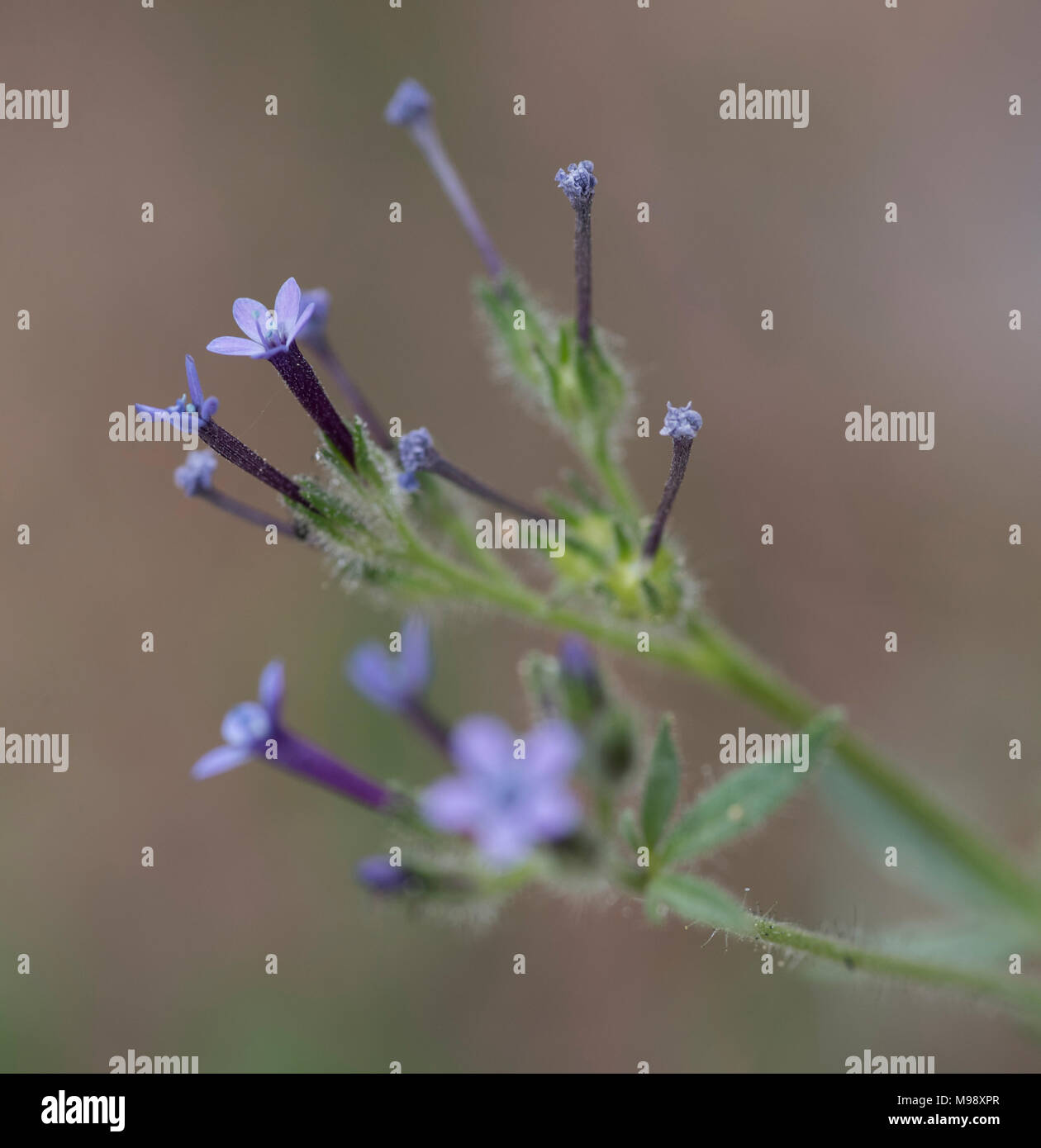 Angels Gilia est magnifique dans le parc national de Sequoia, mais vous devez le regarder attentivement, car ces fleurs sont de moins de 1 cm de taille. Banque D'Images