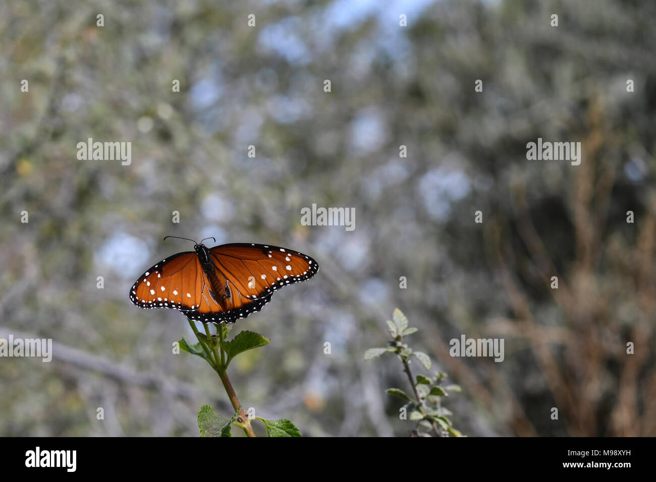 Orange et noir papillon danaus gilippus queen en vue horizontale Banque D'Images