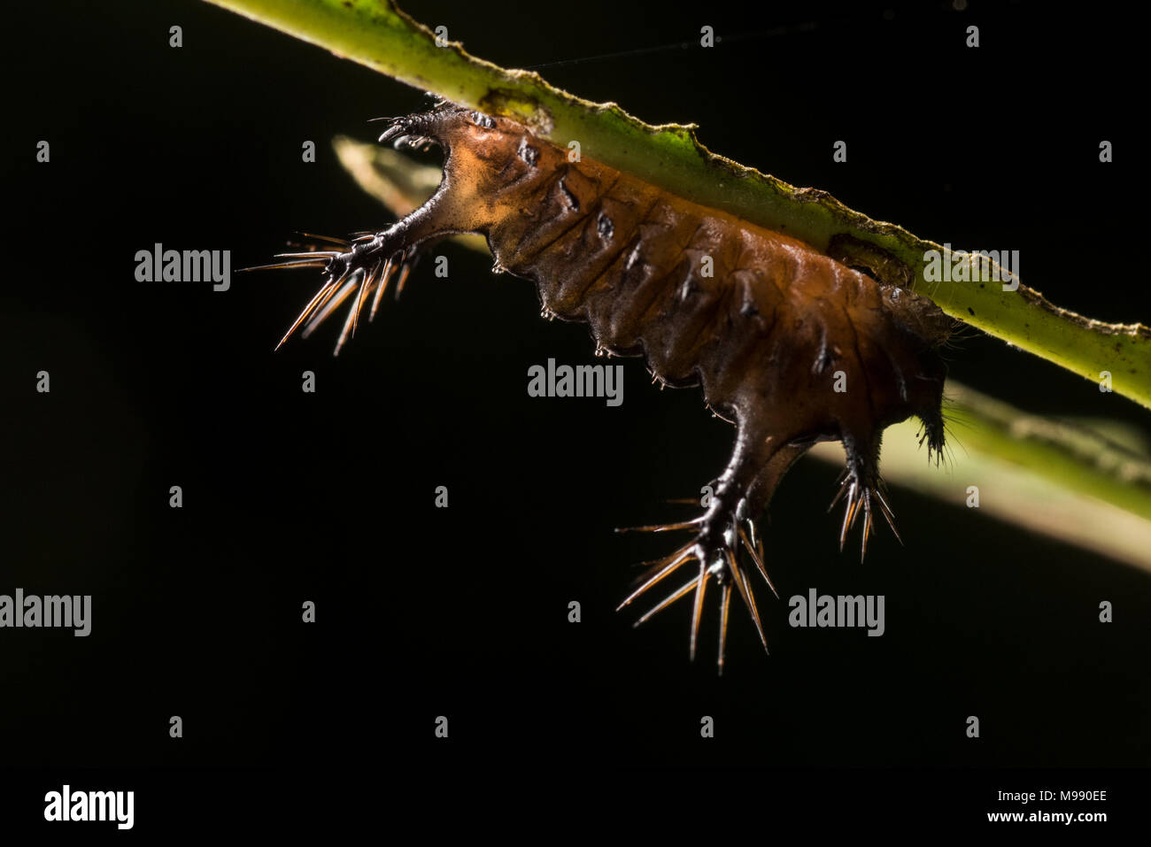 Une limace à l'envers sur le caterpillar face inférieure d'une feuille dans la forêt péruvienne, il intègre un puissant et piqûre douloureuse pour se protéger. Banque D'Images