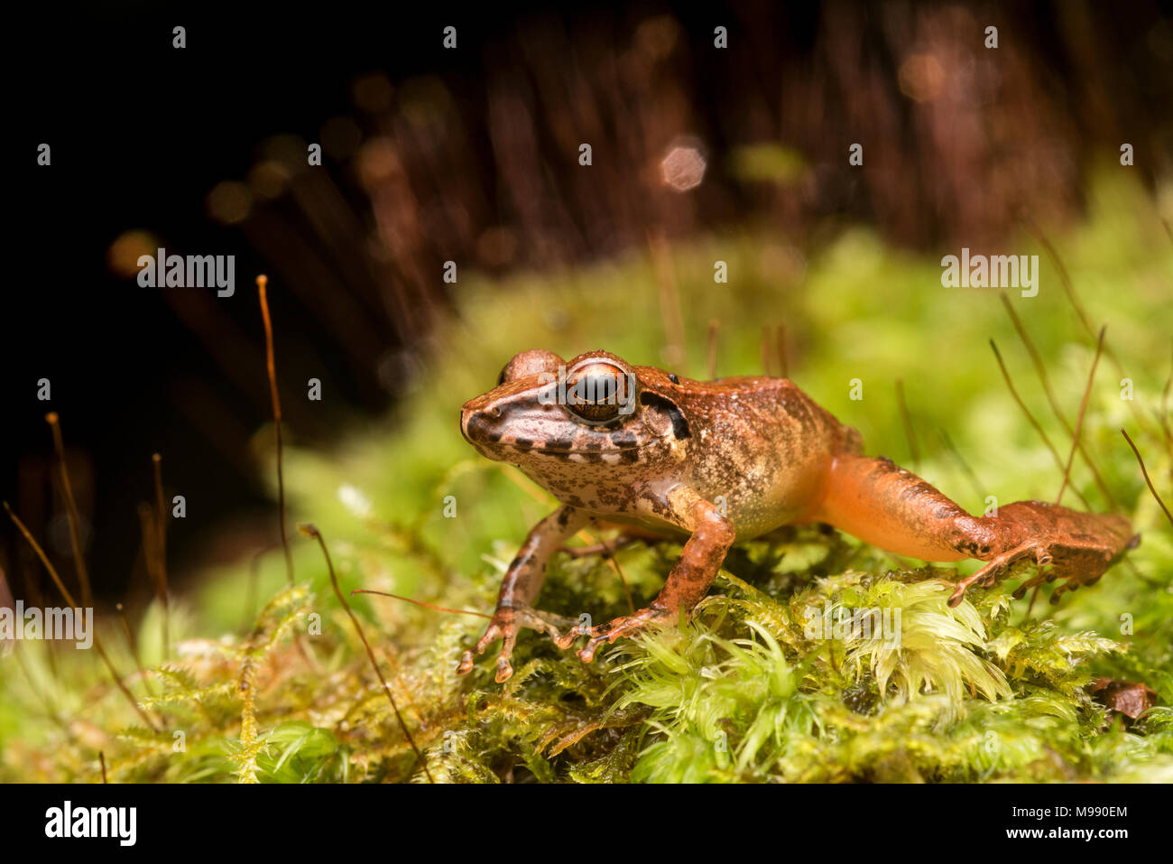 Une sorte de petite grenouille pluie du Pérou. Pristimantis genre est la plus diversifiée de grenouilles avec les la plupart des espèces. Banque D'Images