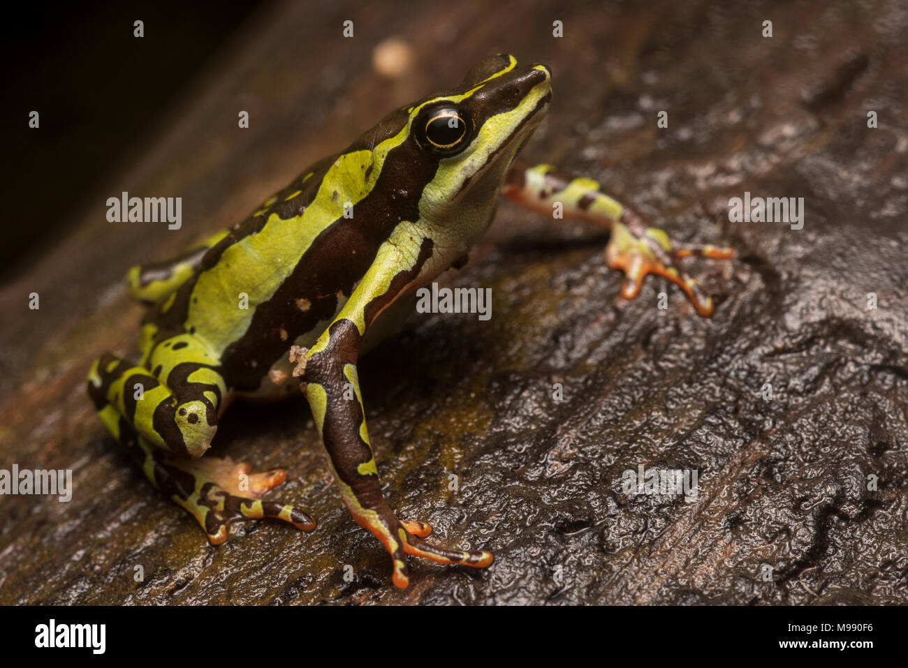 Un mâle Atelopus pulcher, gravement menacée d'un crapaud stubfoot endémique au Pérou. Cette espèce est en danger de disparition et les populations ont diminué. Banque D'Images