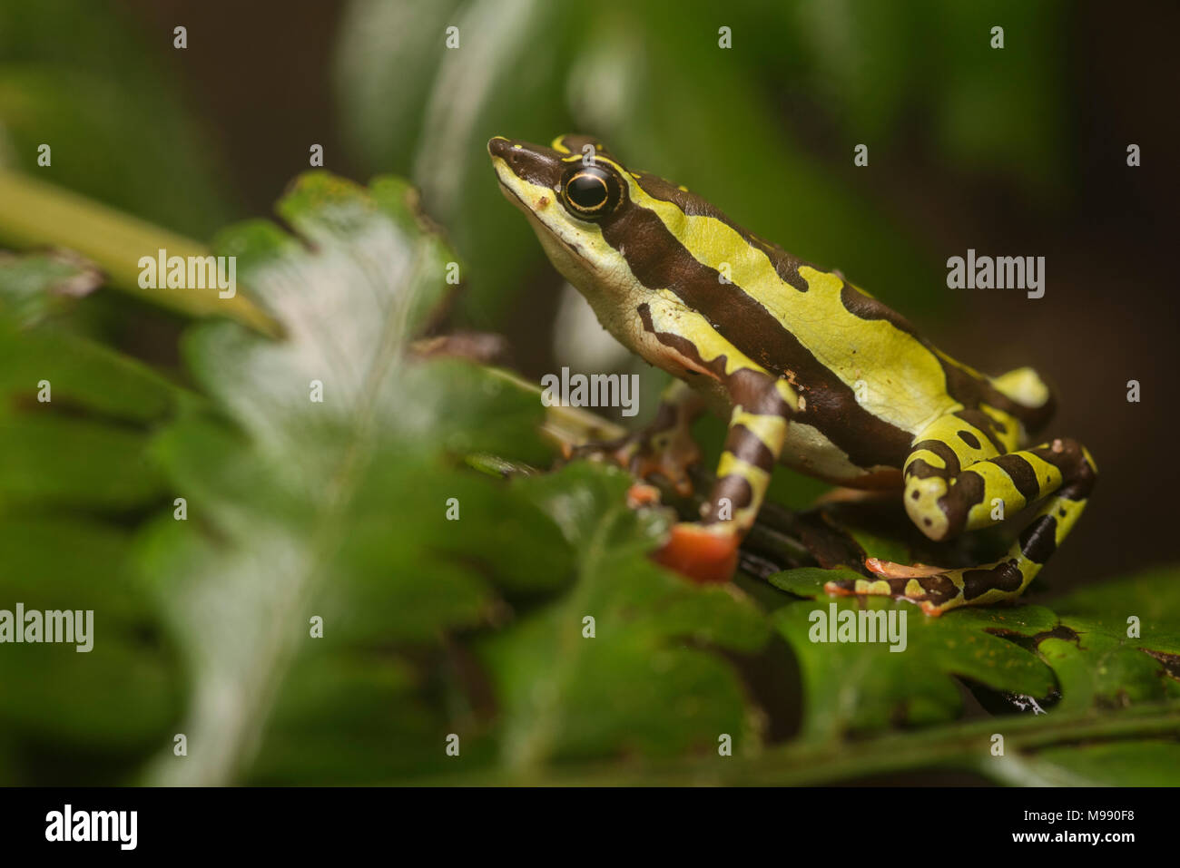 Un mâle Atelopus pulcher, gravement menacée d'un crapaud stubfoot endémique au Pérou. Cette espèce est en danger de disparition et les populations ont diminué. Banque D'Images
