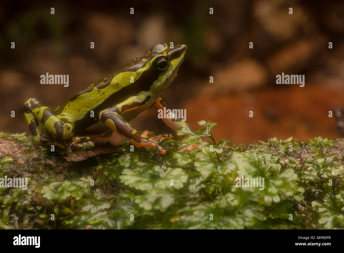 Un mâle Atelopus pulcher, gravement menacée d'un crapaud stubfoot endémique au Pérou. Cette espèce est en danger de disparition et les populations ont diminué. Banque D'Images