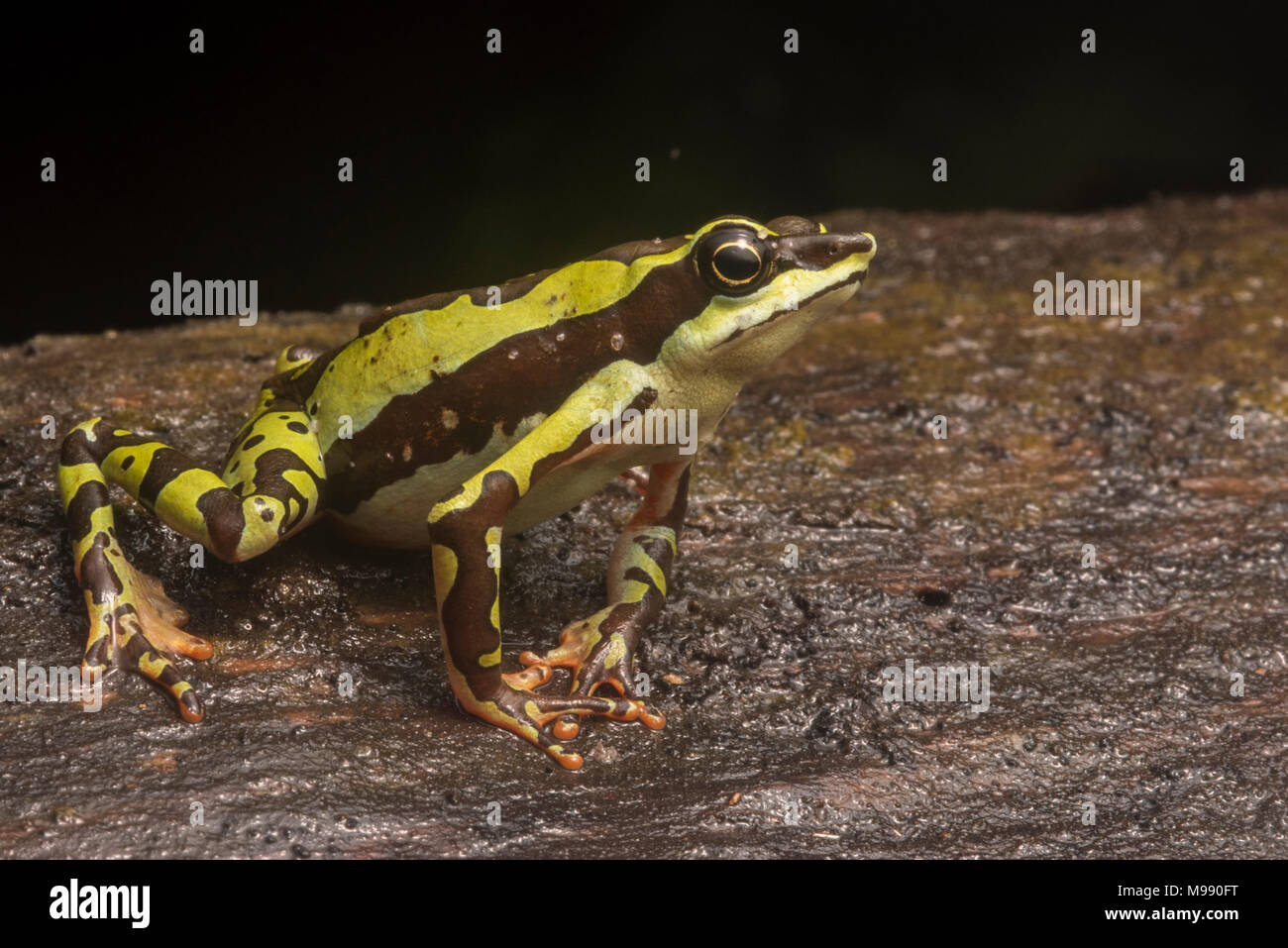 Un mâle Atelopus pulcher, gravement menacée d'un crapaud stubfoot endémique au Pérou. Cette espèce est en danger de disparition et les populations ont diminué. Banque D'Images