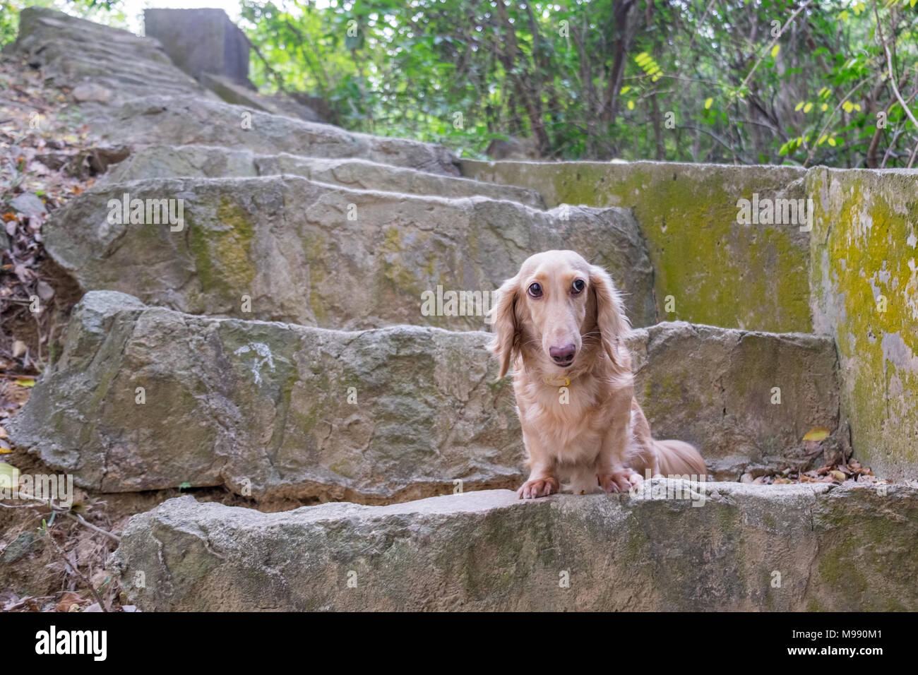 Petit mignon Teckel beige chien assis sur l'escalier en béton en plein air. Bonne promenade dans les jours ensoleillés. Banque D'Images