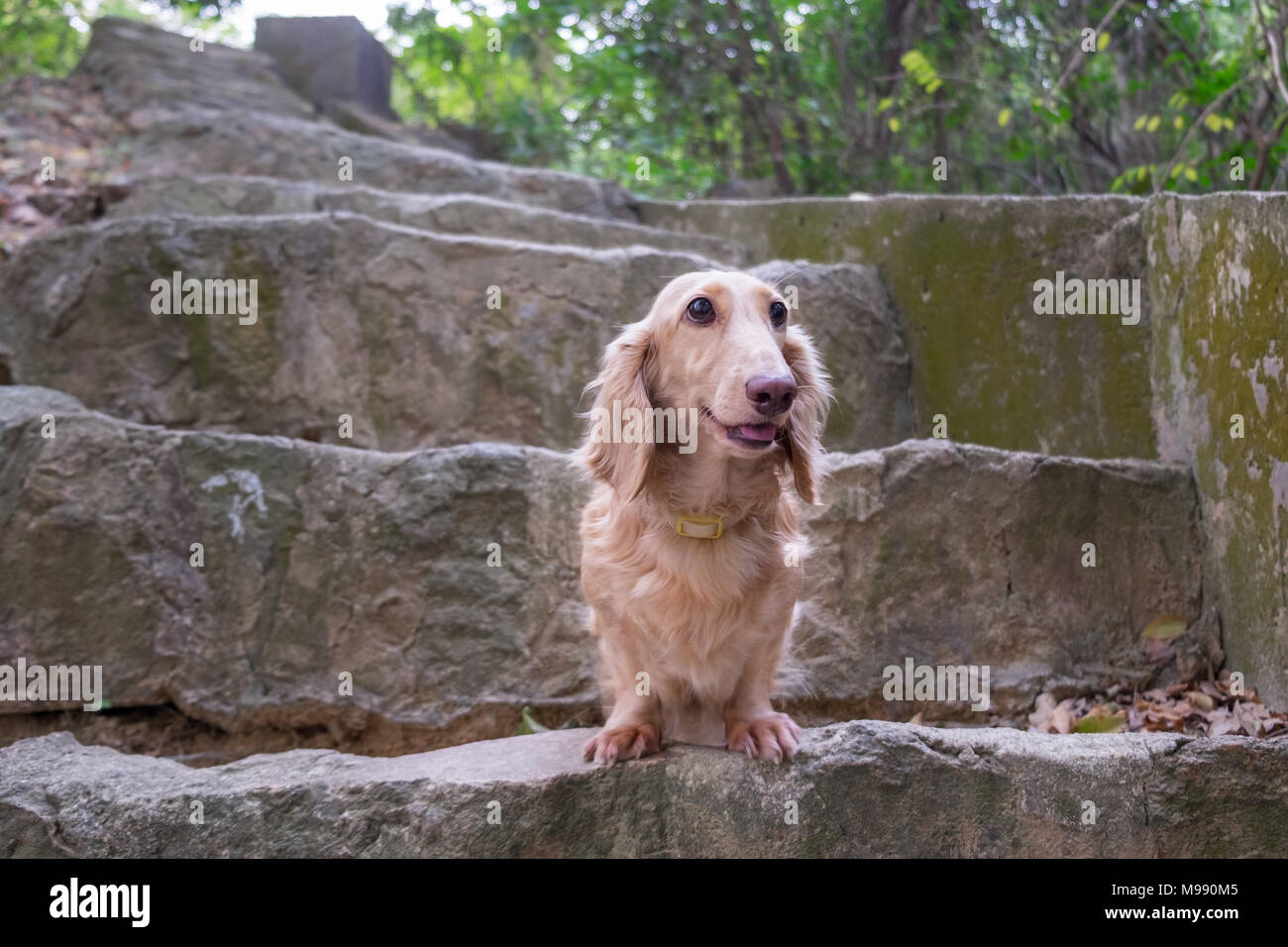 Petit mignon Teckel beige chien assis sur l'escalier en béton en plein air.  Bonne promenade dans les jours ensoleillés Photo Stock - Alamy