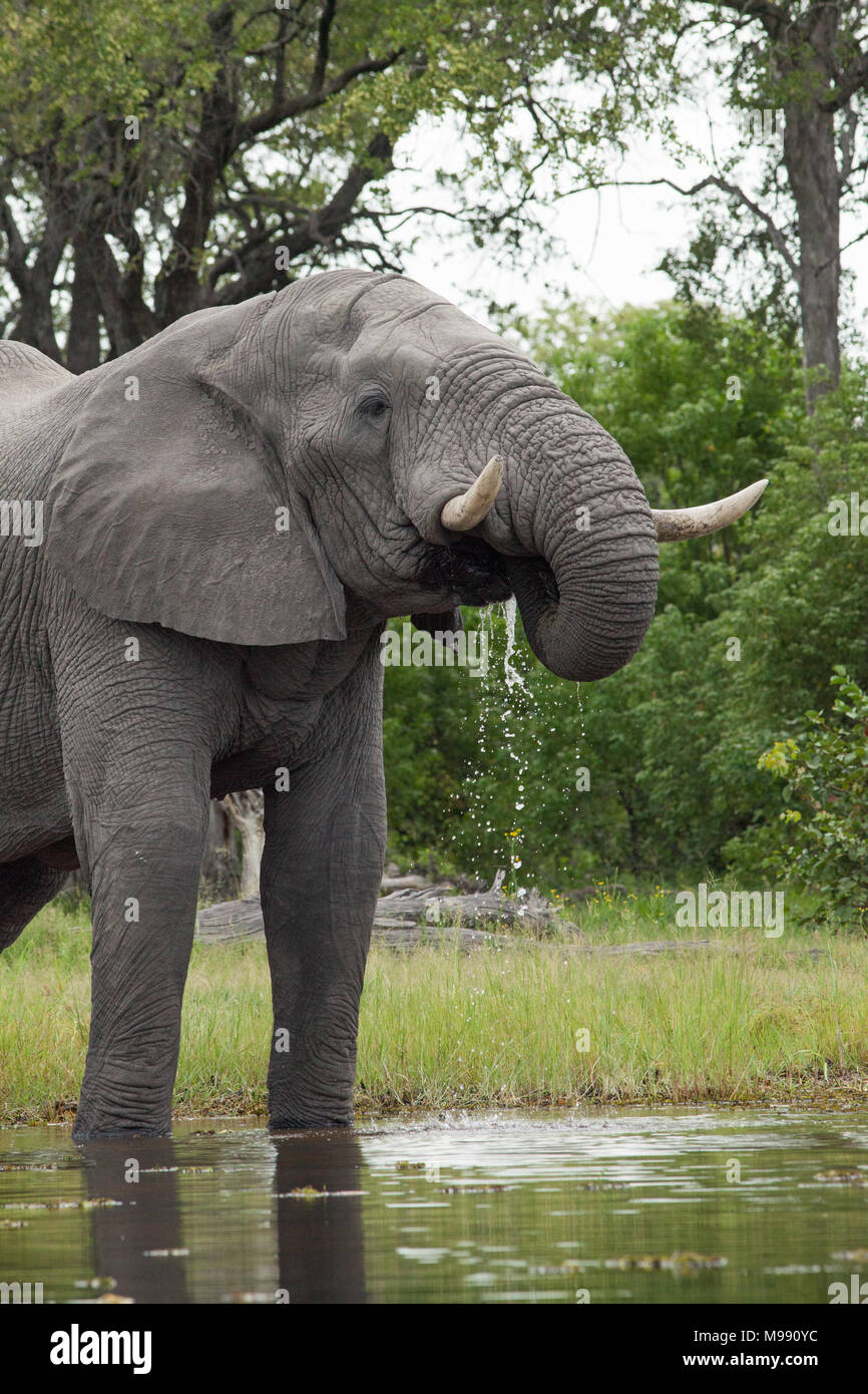 L'éléphant africain (Loxodonta africana). L'eau de rivière en utilisant le tronc. Parc National de Chobe. Delta de l'Okavango. Le Botswana. L'Afrique. Banque D'Images