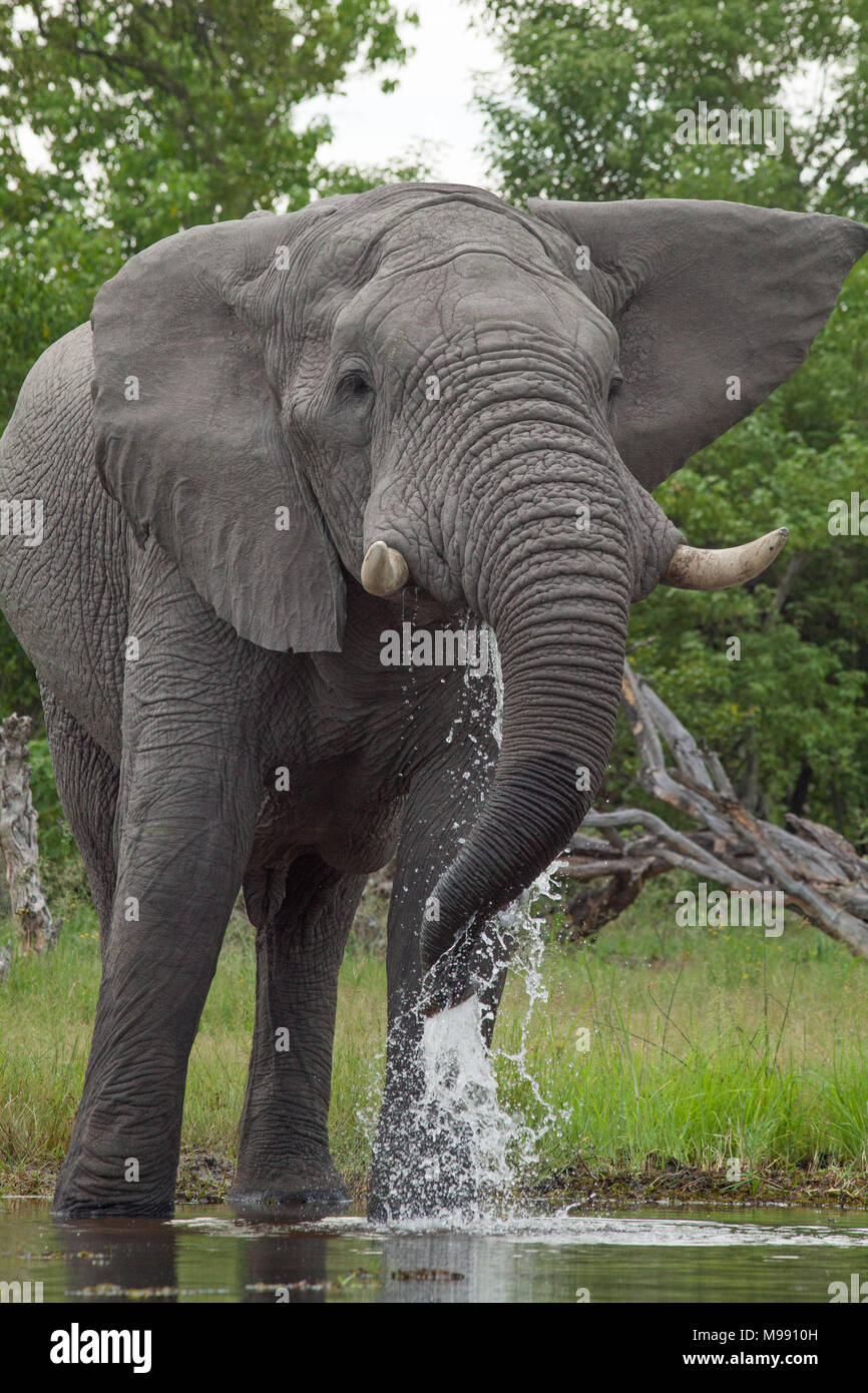 L'éléphant africain (Loxodonta africana). L'eau de rivière en utilisant le tronc. Parc National de Chobe. Delta de l'Okavango. Le Botswana. L'Afrique. Banque D'Images