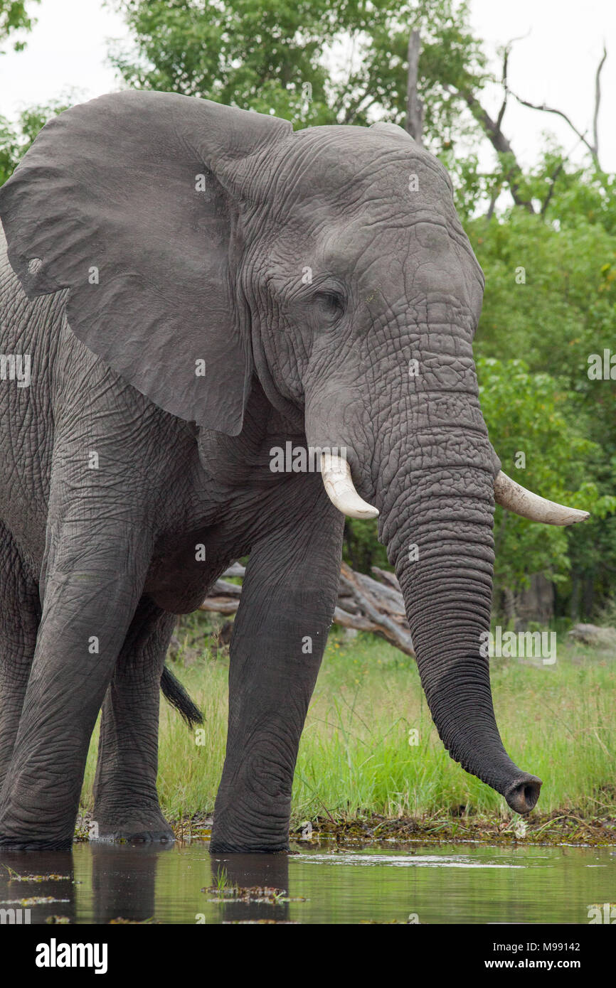 L'éléphant africain (Loxodonta africana). L'eau de rivière en utilisant le tronc. Parc National de Chobe. Delta de l'Okavango. Le Botswana. L'Afrique. Banque D'Images