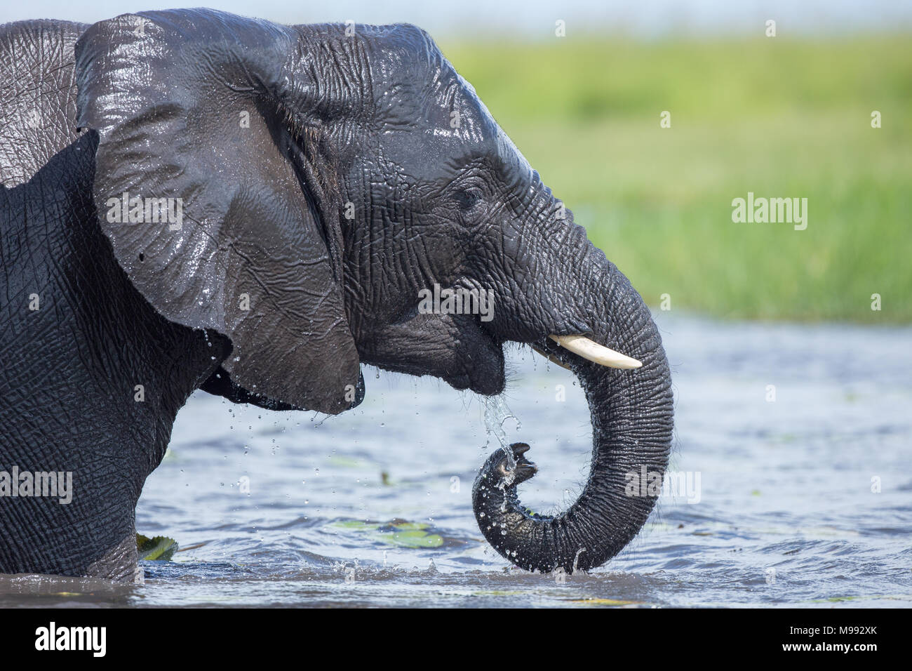 L'éléphant africain (Loxodonta africanus), baignade, plongée dans l'eau du fleuve, with​ beaucoup de vigueur et aux éclaboussures. Delta de l'Okavango. Le Botswana. Banque D'Images