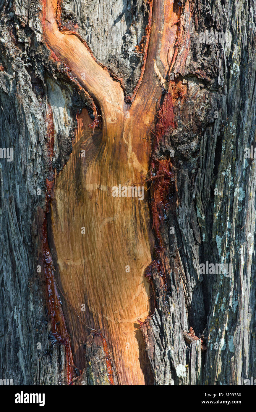 L'éléphant africain (Loxodonta africana). Les dommages causés par un animal à l'aide de défenses pour surface d'écorce sur un arbre de plus en plus la recherche d'autres sources de nourriture, d'éléments nutritifs. Banque D'Images