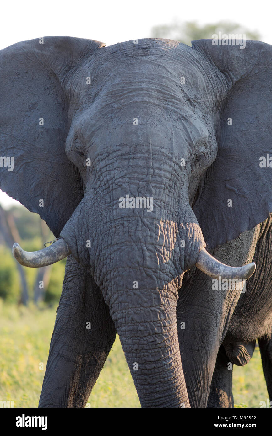 L'éléphant africain (Loxodonta africana). Vue avant portrait d'un animal sauvage, montrant le tronc et défenses. Delta de l'Okavango. Le Botswana. L'Afrique. Banque D'Images