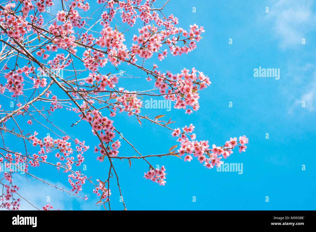Image libre de haute qualité image fleur de cerisier sakura (Prunus, Cesacoides Wild Cherry) au printemps de l'himalaya Banque D'Images