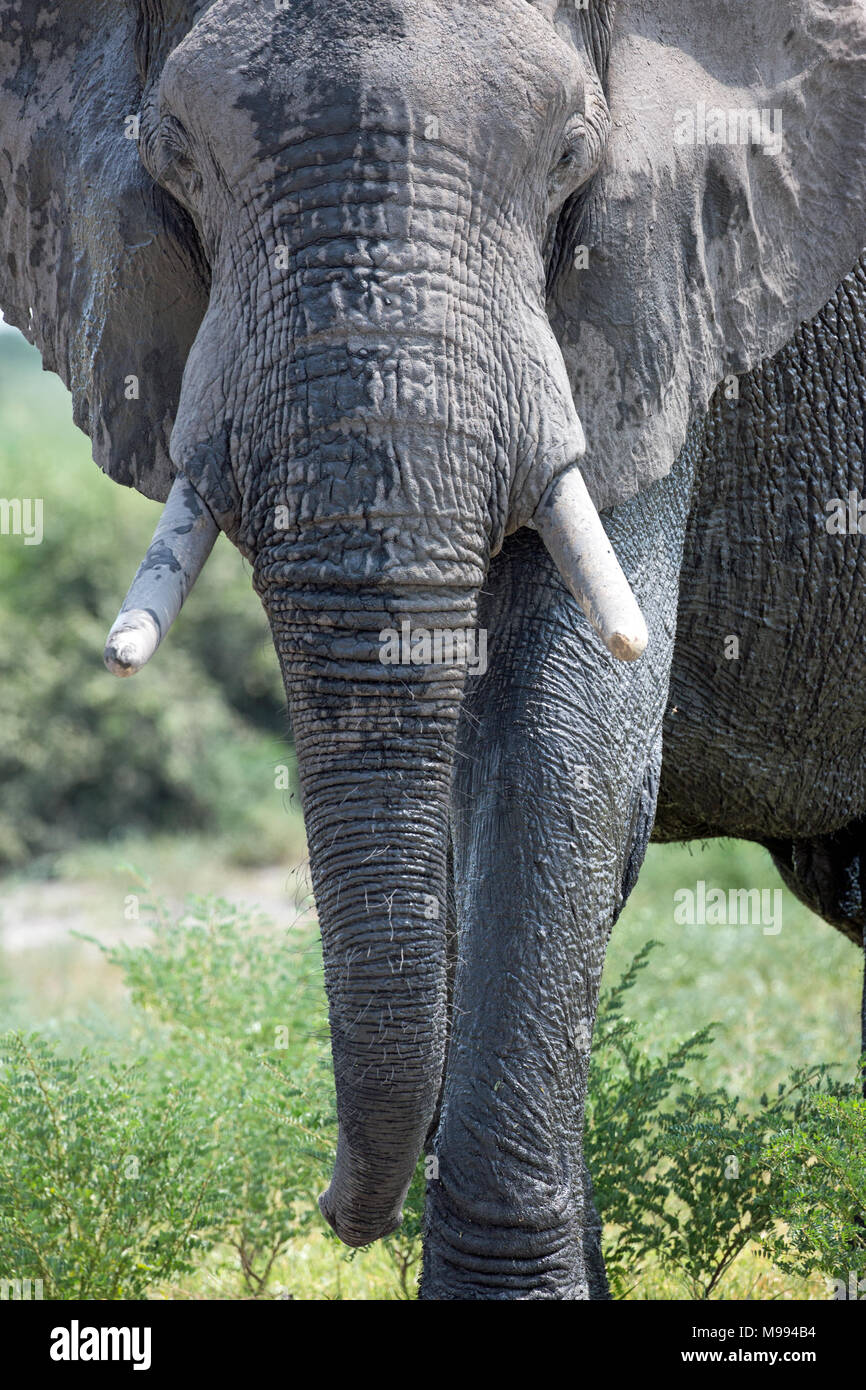 L'éléphant africain (Loxodonta africana). Vue avant portrait d'un animal sauvage, montrant le tronc et défenses. Delta de l'Okavango. Le Botswana. L'Afrique. Banque D'Images
