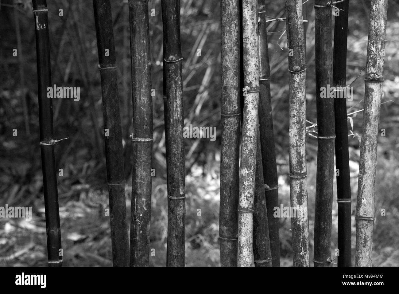 Bamboo Banque D'Images