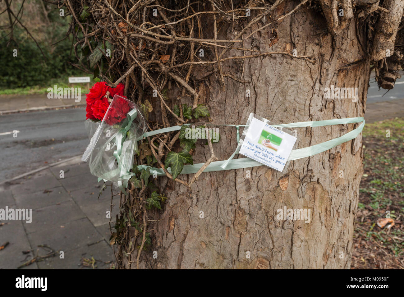 Les résidents en colère sur Blackwell arbres, abattage sur Carmel Road,Sud,Angleterre,Darlington UK pour construire le développement du logement. Banque D'Images