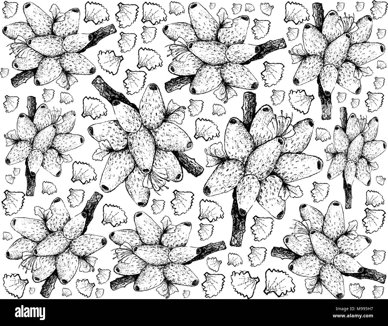 Petits fruits, Illustration Papier peint fond de croquis à main de Medinilla magnifica Medinilla voyantes ou fruits. Illustration de Vecteur