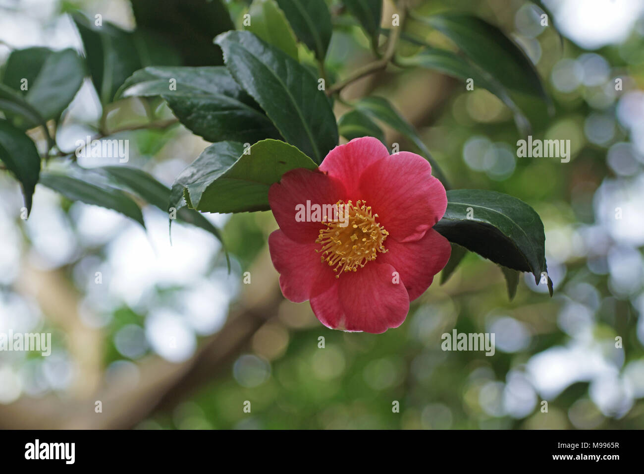 Fleur d'un Camellia cultivar à Clyne gardens, Swansea, Pays de Galles, Royaume-Uni. Banque D'Images