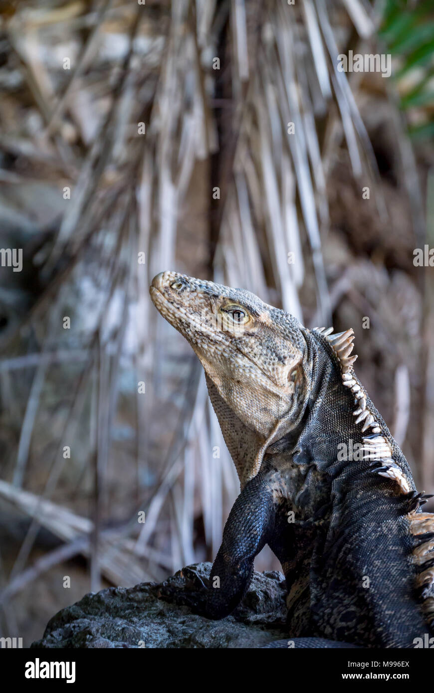 Male Black Iguana Photos Male Black Iguana Images Alamy