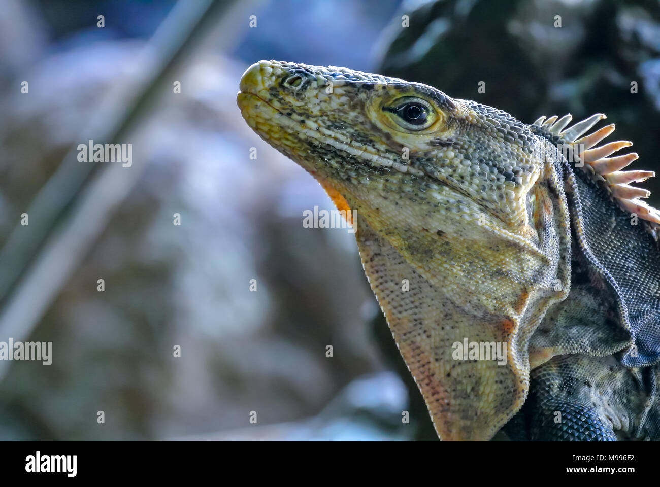 Homme l'iguane noir (Ctenosaura similis), Parc National Manuel Antonio, Costa Rica, Amérique Centrale Banque D'Images