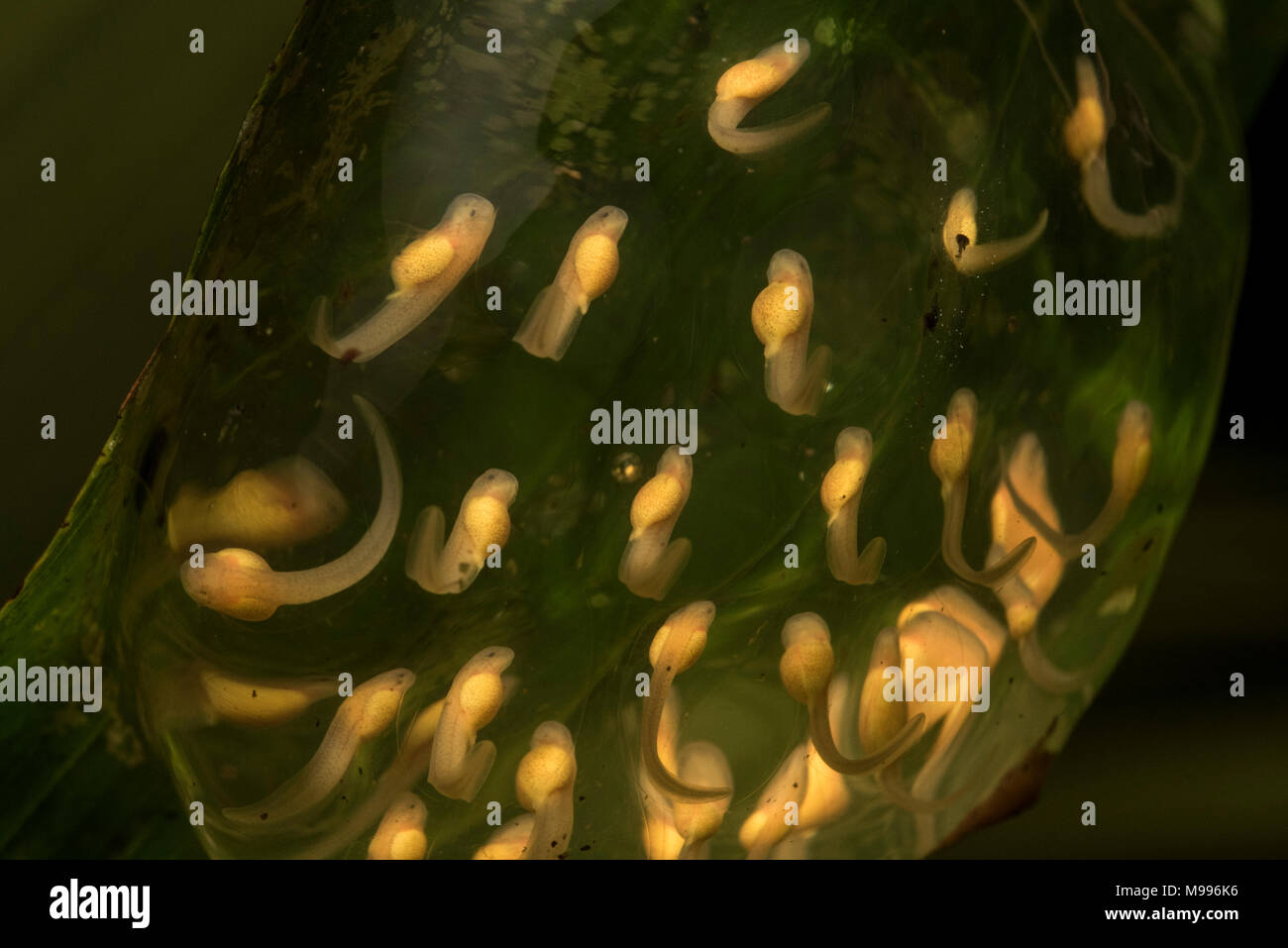 Surplombant un ruisseau au Pérou il est possible de trouver des masses d'oeufs de grenouilles avec les têtards. Cette masse d'oeufs appartient à un glassfrog (Centrolenidae). Banque D'Images