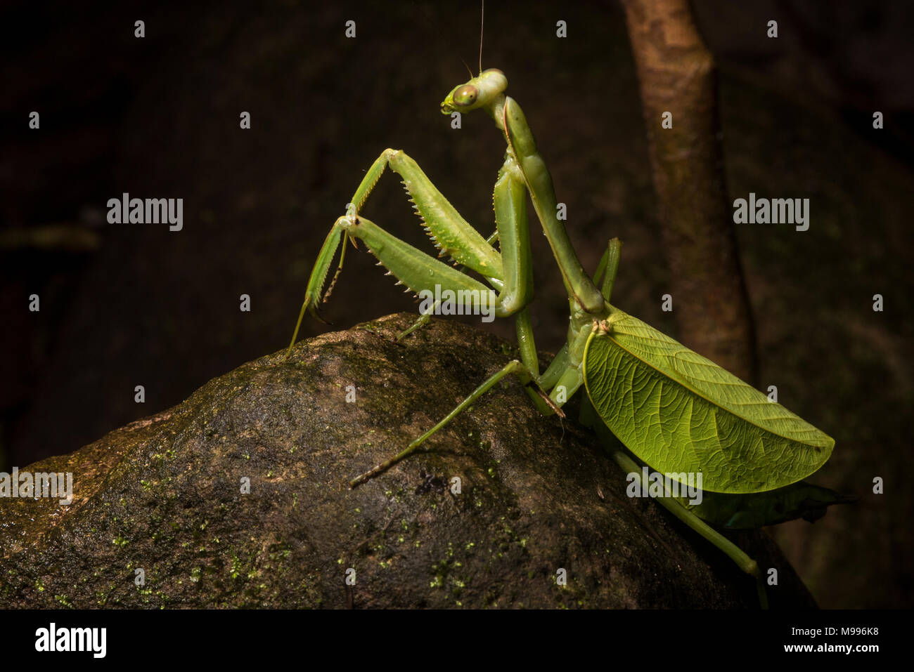 Une énorme femme leaf mantis, une espèce Pseudoxyops, du Pérou. Normalement, il est bien caché entre les feuilles mais il a rampé sur un rocher. Banque D'Images