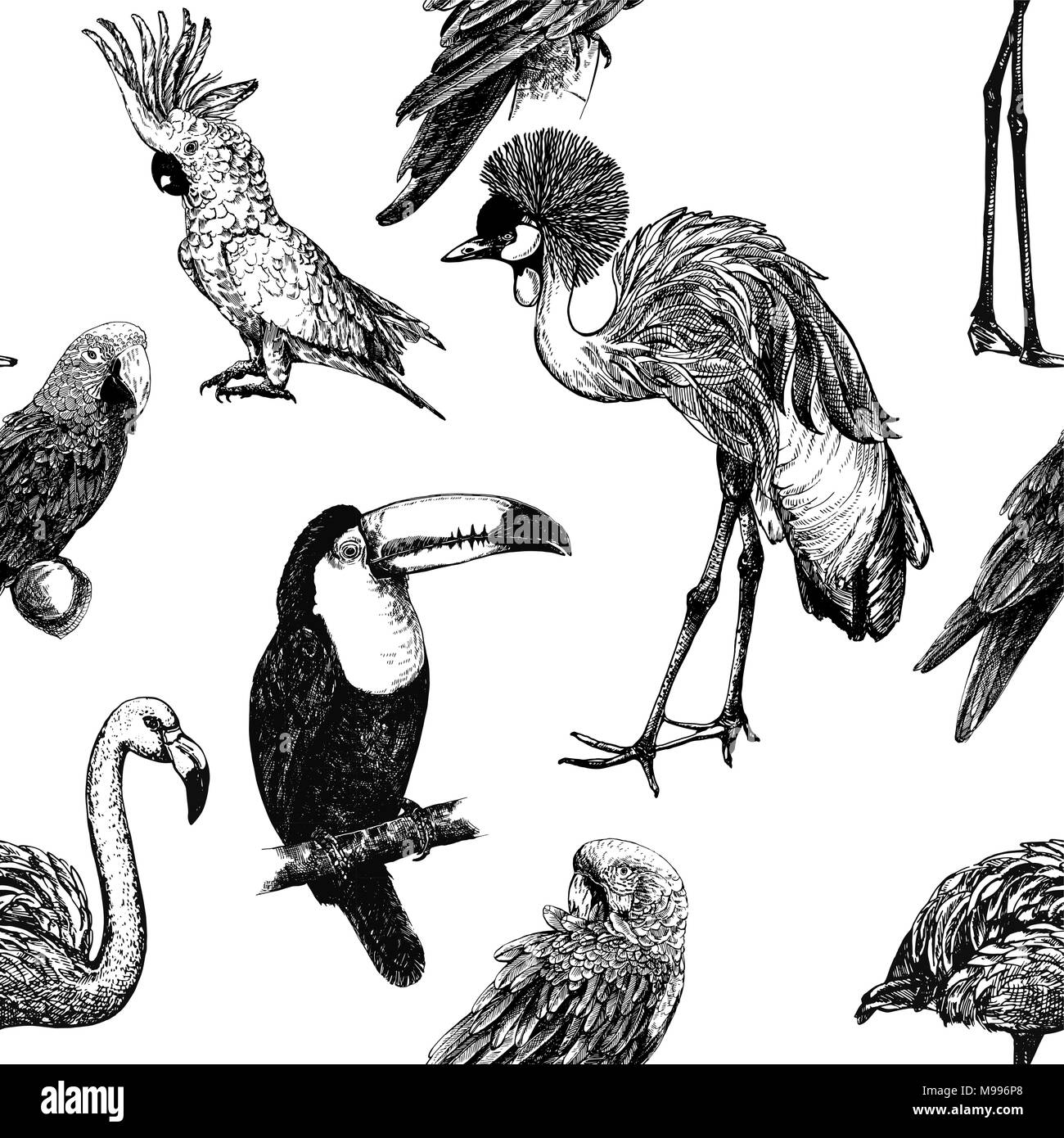 Motif de la main transparente style croquis oiseaux exotiques isolé sur fond blanc. Vector illustration. Illustration de Vecteur