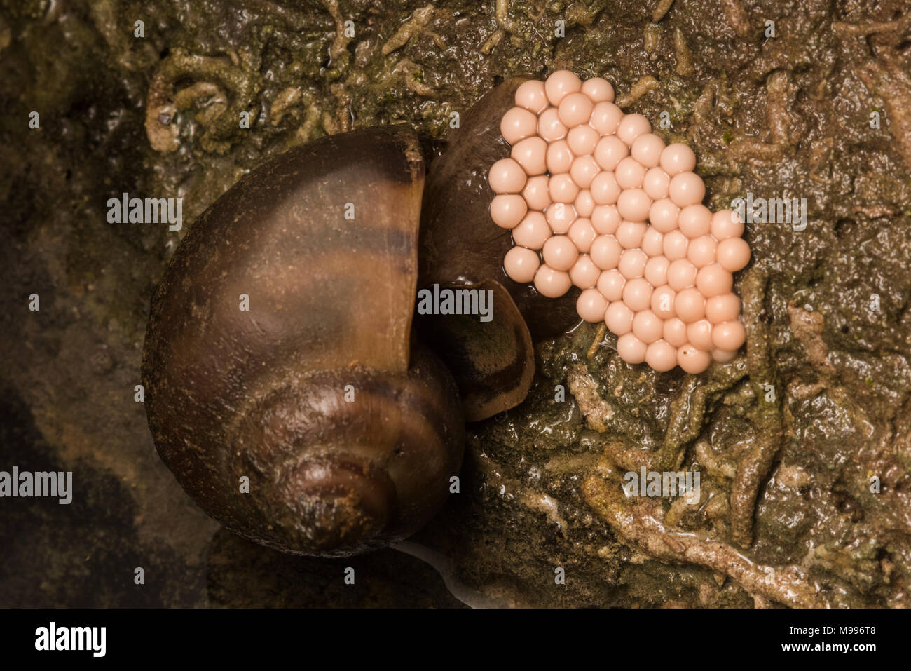 Un escargot pomme du Pérou en joignant une bande d'œufs à un rocher. Banque D'Images
