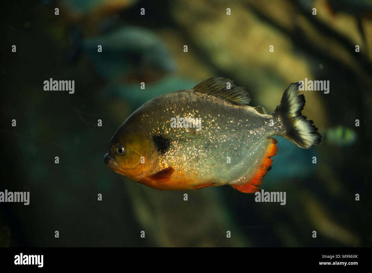 Un piranha à ventre rouge (Pygocentrus nattereri) piscine dans un réservoir Banque D'Images