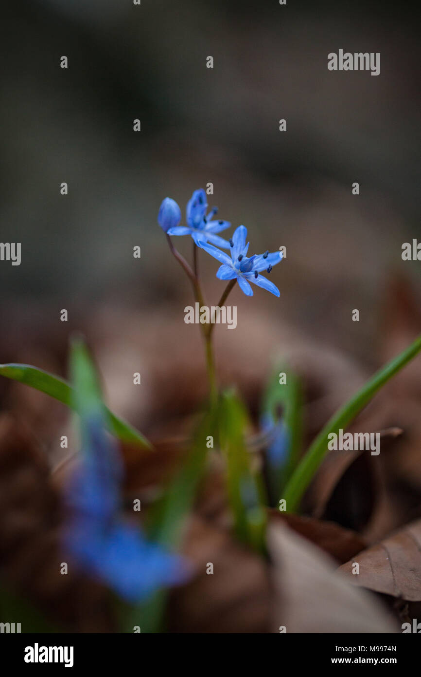 Alpine Squill Scilla bifolia) (printemps sauvages délicates petites fleurs bleues apparaissant à travers les vieilles feuilles sur le sol de la forêt Banque D'Images