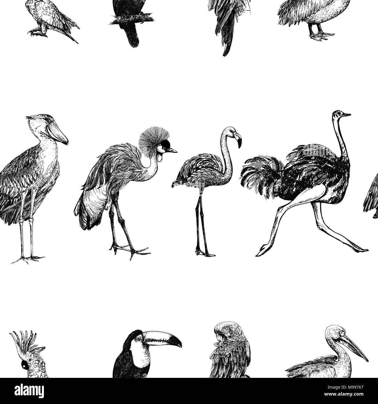 Motif de la main transparente style croquis oiseaux exotiques isolé sur fond blanc. Vector illustration. Illustration de Vecteur