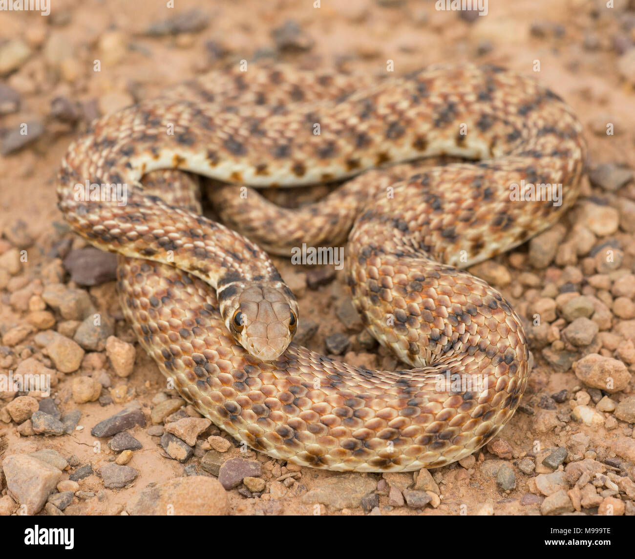 Moila ou faux Serpent Cobra (Rhageris moilensis) dans le désert du Maroc en Afrique du Nord. Banque D'Images