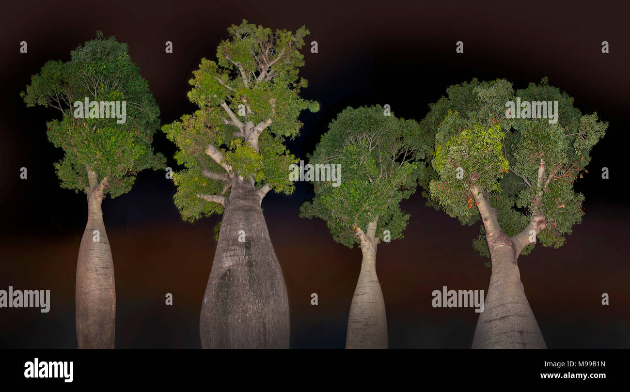 Brachychiton rupestris, communément connue sous le nom de bouteille à feuilles étroites ou Arbre Arbre bouteille du Queensland, vision de nuit iluminated par flash Banque D'Images