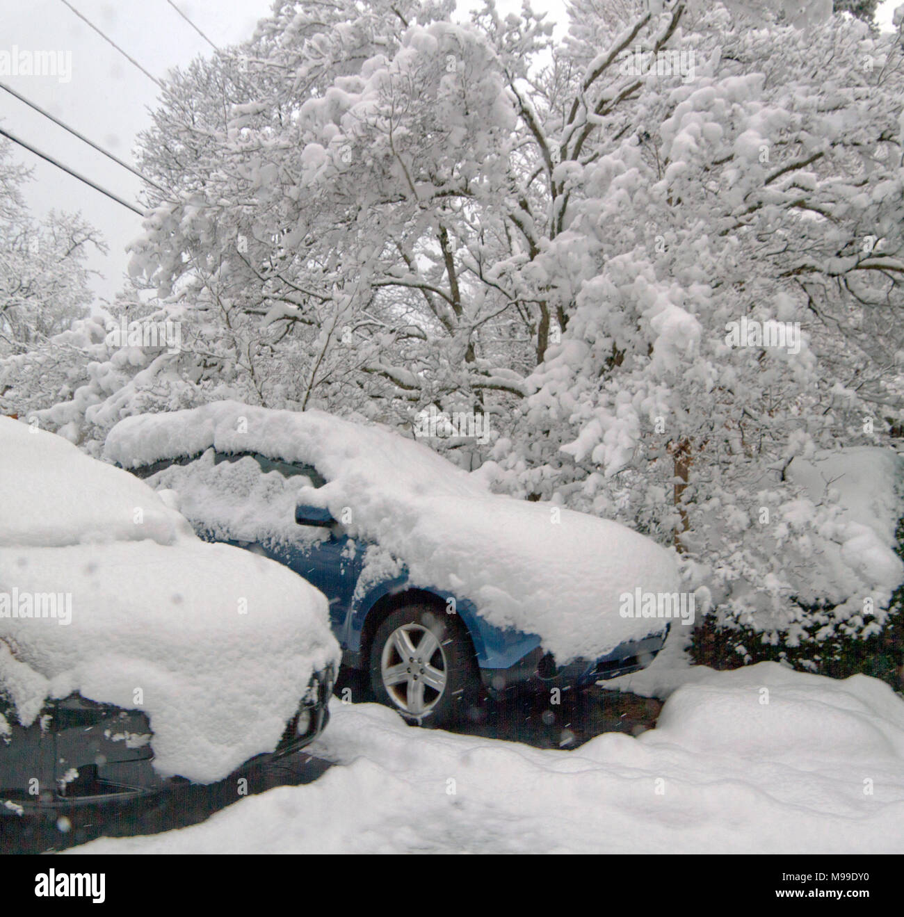 Le poids de la neige couvre deux voitures en stationnement et un arbre en hiver cornouiller Banque D'Images