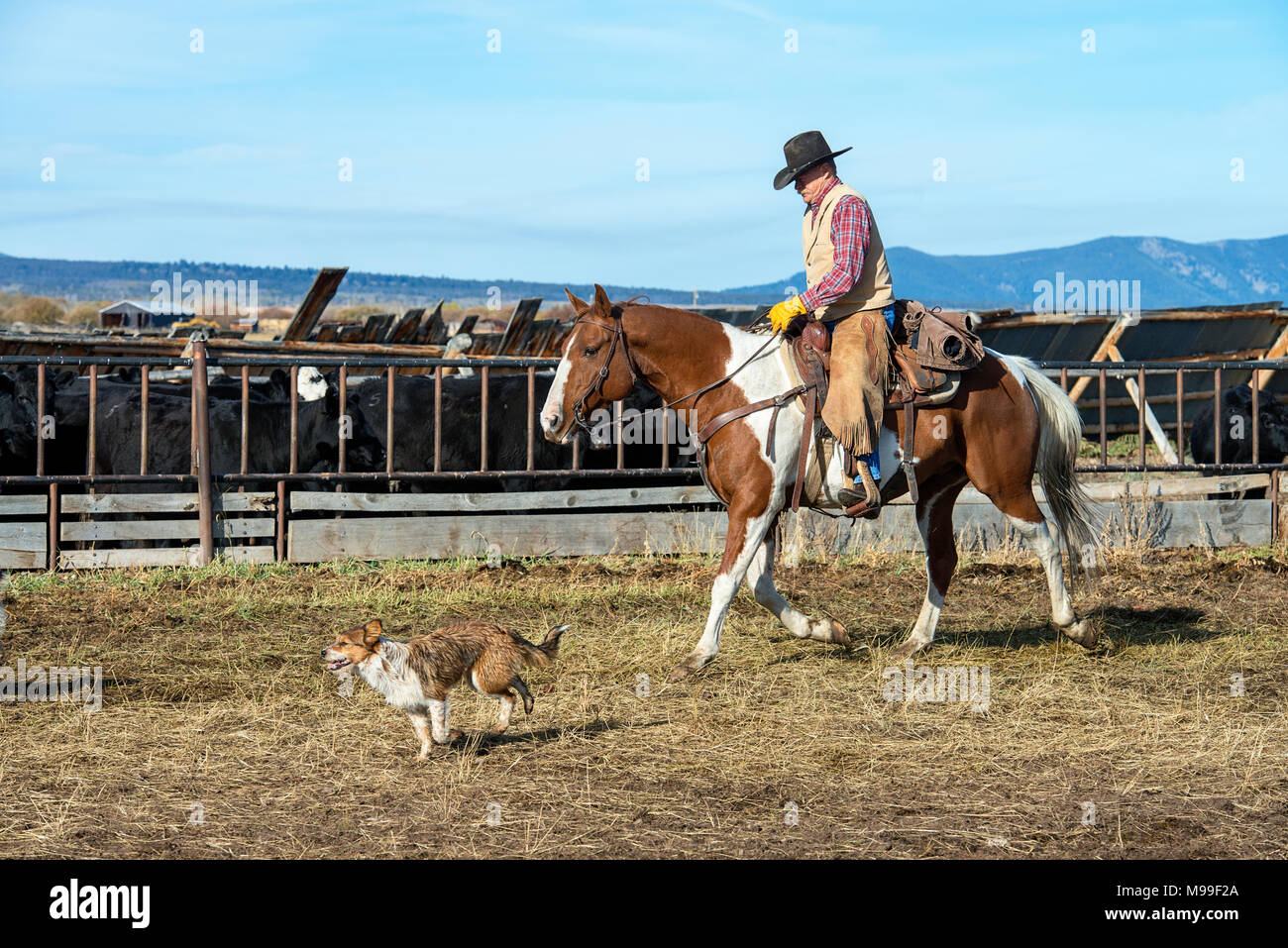 American Cowboy riding horse dans l'ouest des États-Unis. Chien suivant. Beaverhead Comté, Big Hole Valley, Montana. Banque D'Images