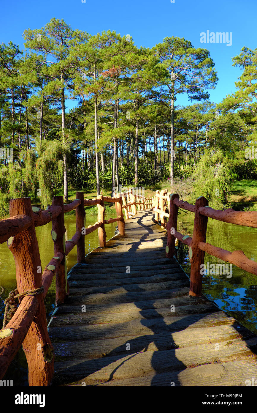 Belle scène du lac than Tho, Da nang, Vietnam en matin, rangée d'arbre de pin de refléter sur l'eau de surface, petit pont traverser un lac entre forêt de pins Banque D'Images