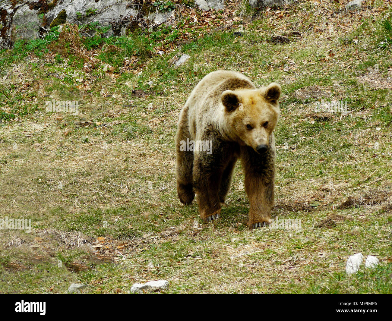 Ours brun, Ursus arctos dans la montagne de Rila, Bulgarie Banque D'Images