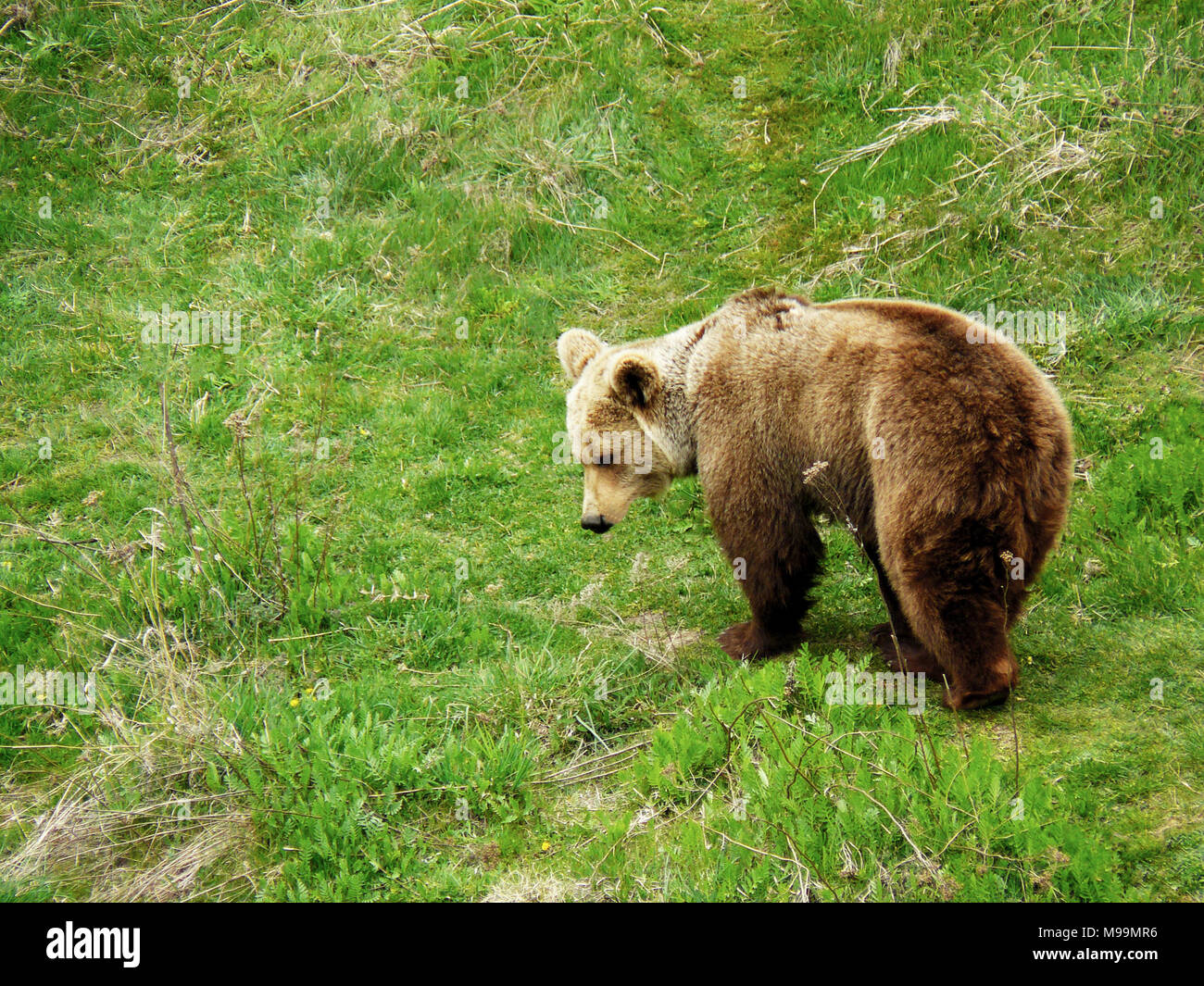Ours brun, Ursus arctos dans la montagne de Rila, Bulgarie Banque D'Images