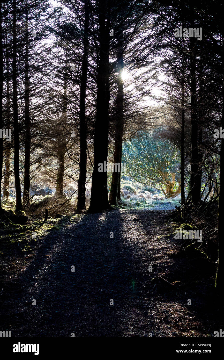 La lumière du soleil du soir à travers les arbres qui tombent sur la piste forestière Banque D'Images