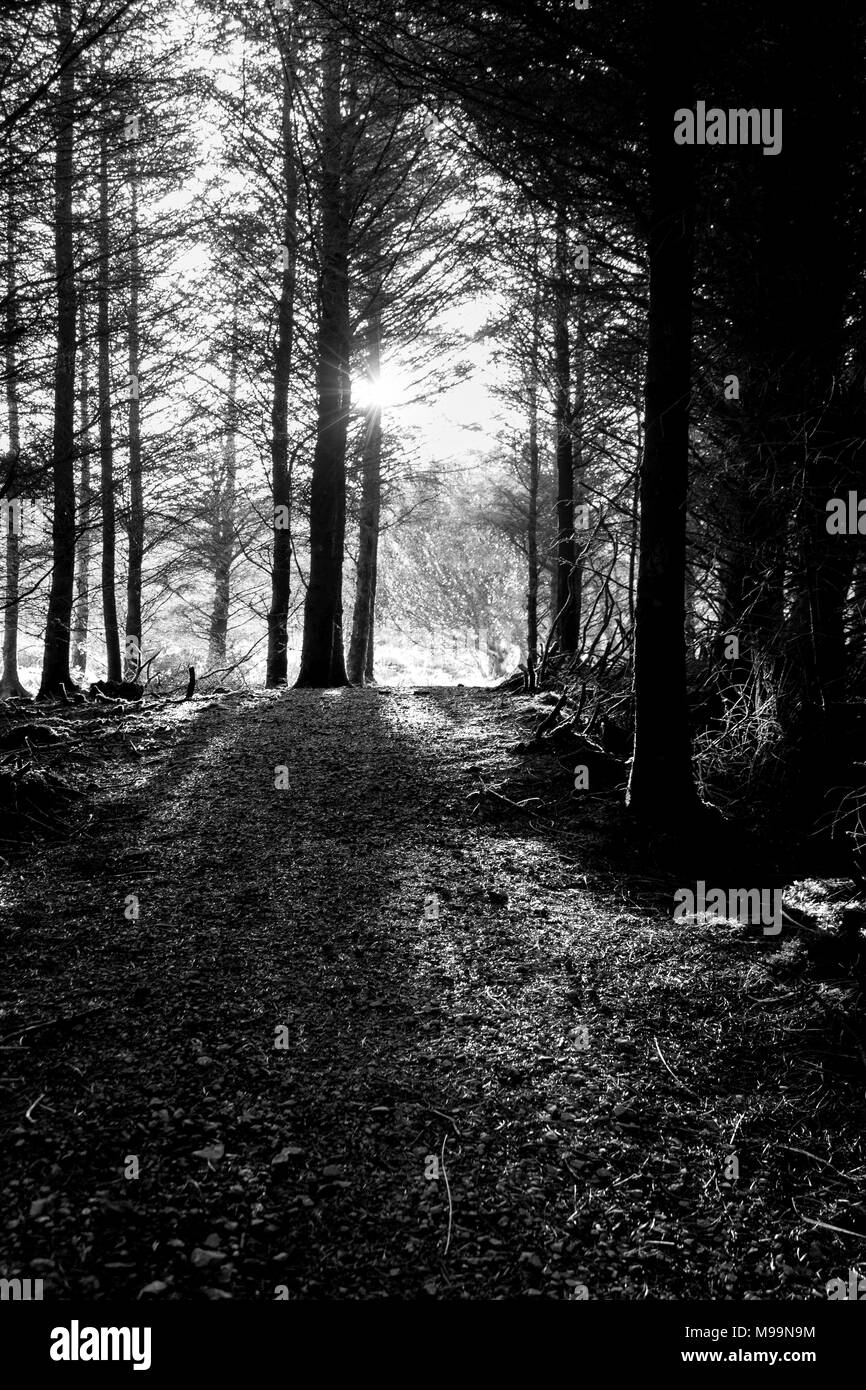 Photo en noir et blanc de la lumière du soleil du soir à travers les arbres qui tombent sur un sentier forestier Banque D'Images