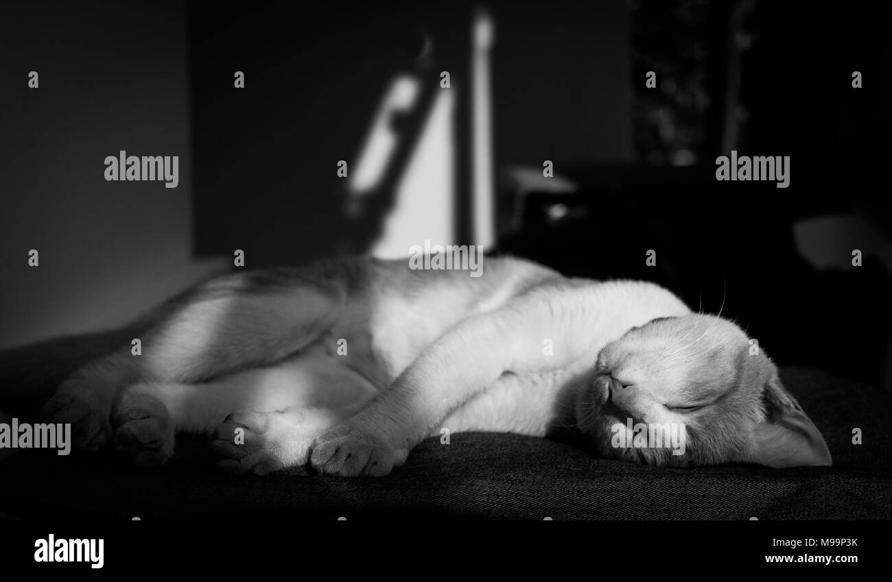 Un mignon petit chat errant thaïlandais dormir sur un morceau de tissu confortablement. La lumière se reflète dans l'ombre. Dans ton noir et blanc, portrait. Banque D'Images