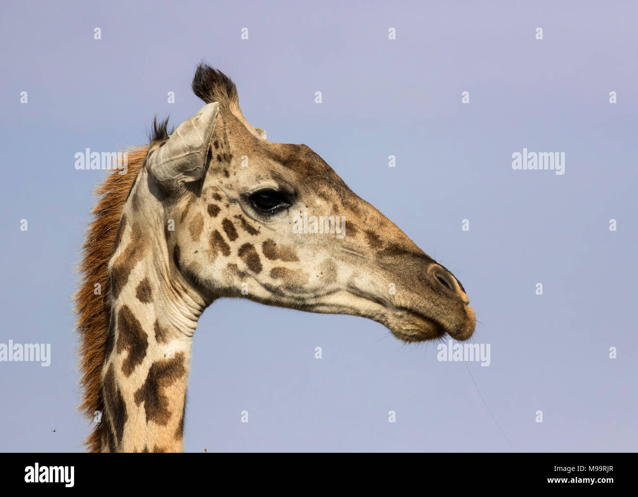 Girafe Masaï Banque D'Images