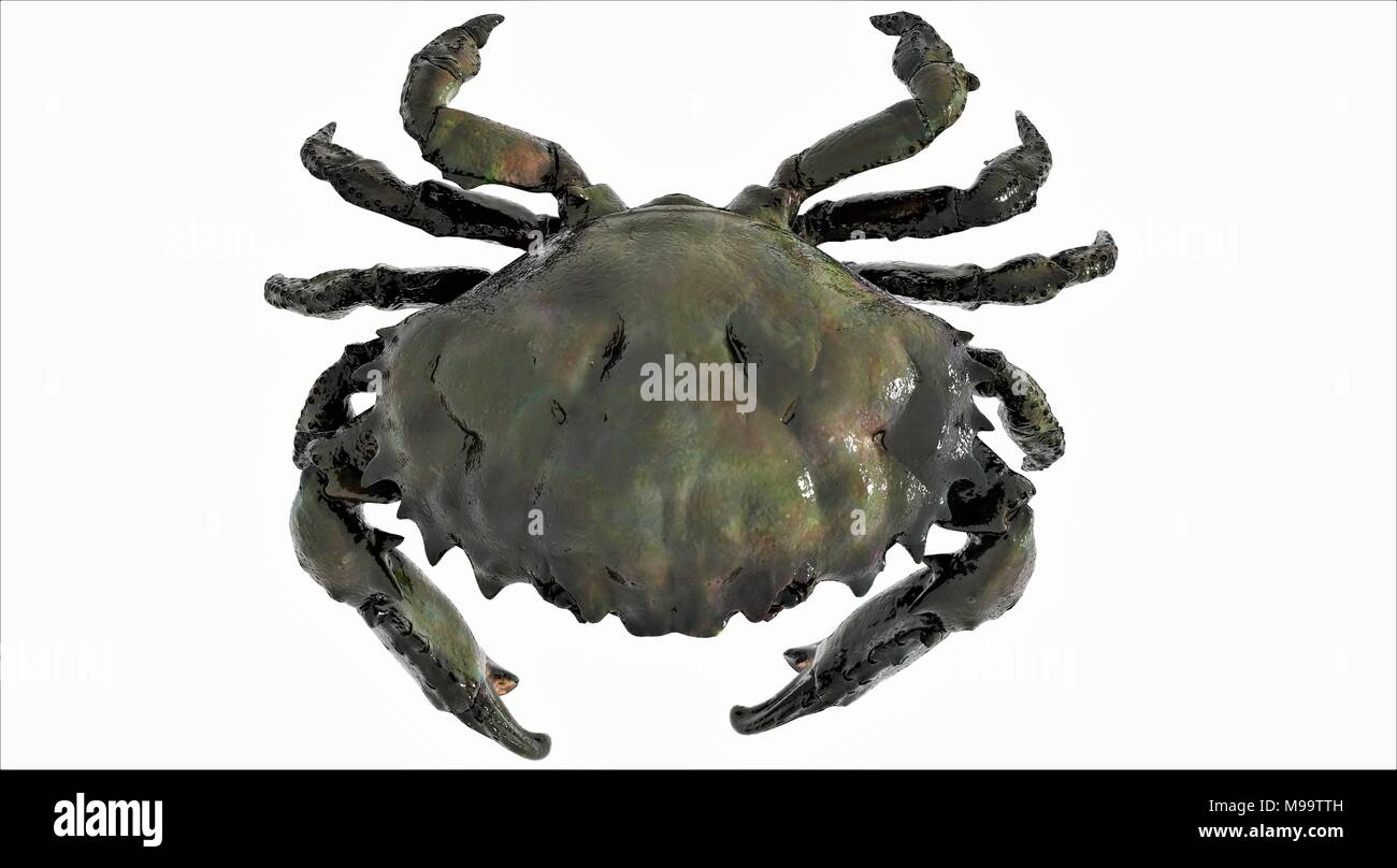 Crabe roi noir (vue de dessus) Banque D'Images