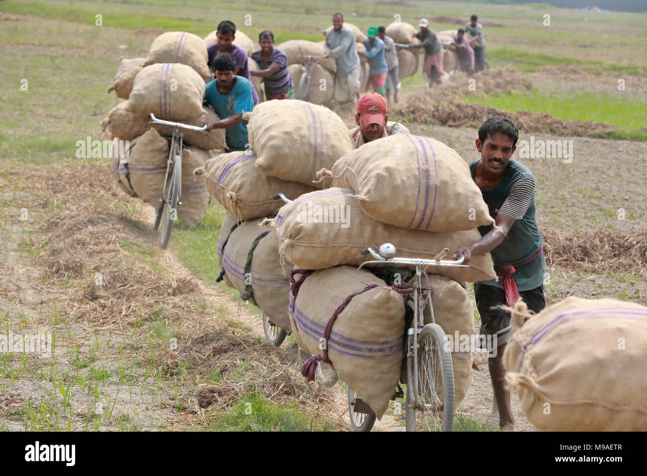 Munshigonj, Bangladesh - Mars 24, 2018 : transporter des sacs de pommes de terre des agriculteurs du Bangladesh sur leur bicyclette à un village de Munshiganj, près de Dhaka, Bangladesh. Credit : SK Hasan Ali/Alamy Live News Banque D'Images