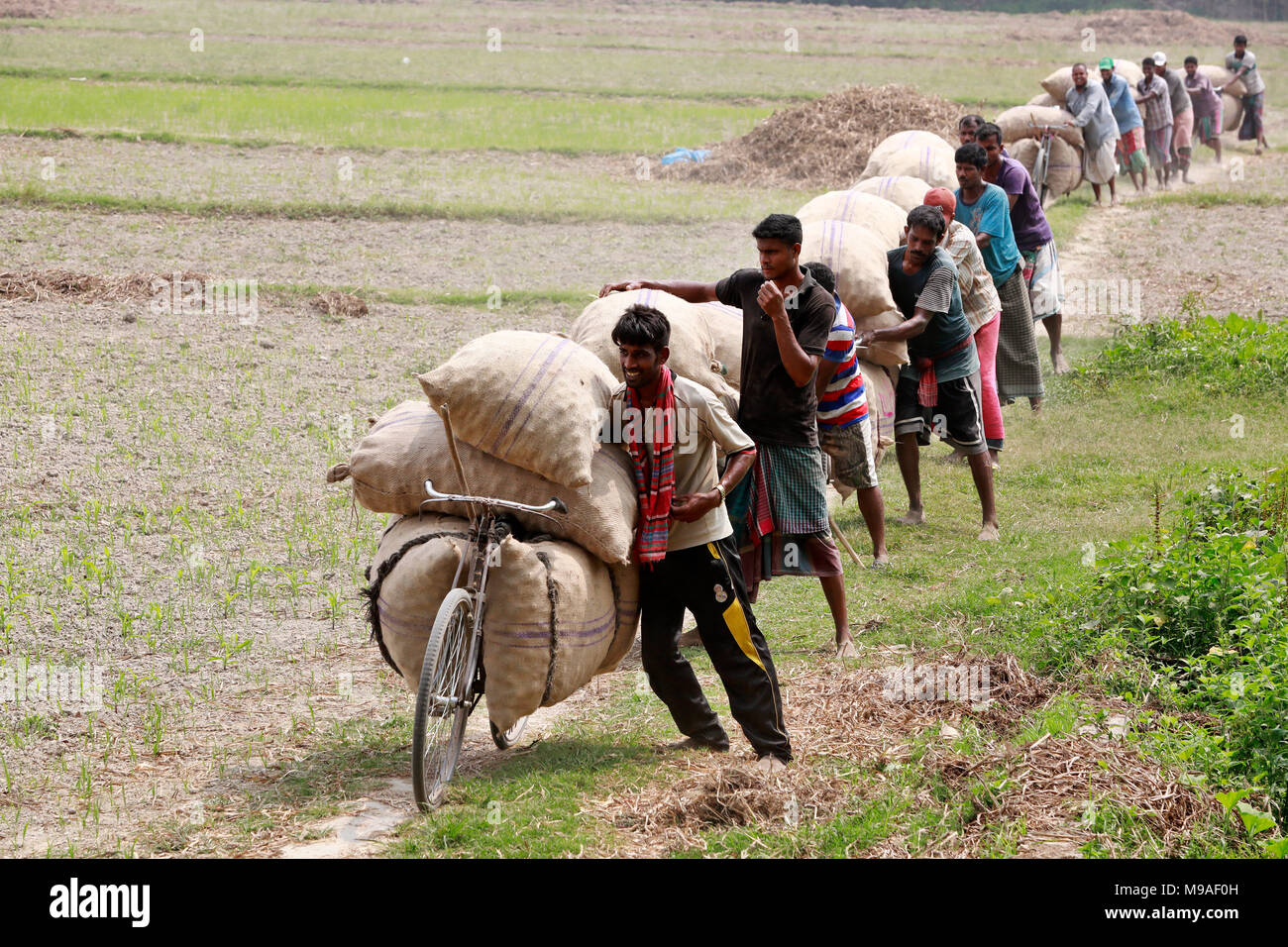 Munshigonj, Bangladesh - Mars 24, 2018 : transporter des sacs de pommes de terre des agriculteurs du Bangladesh sur leur bicyclette à un village de Munshiganj, près de Dhaka, Bangladesh. Credit : SK Hasan Ali/Alamy Live News Banque D'Images