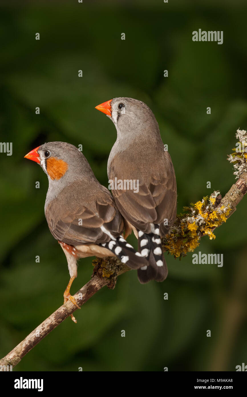 Timor oriental Zebra finch curieux à la paire Banque D'Images