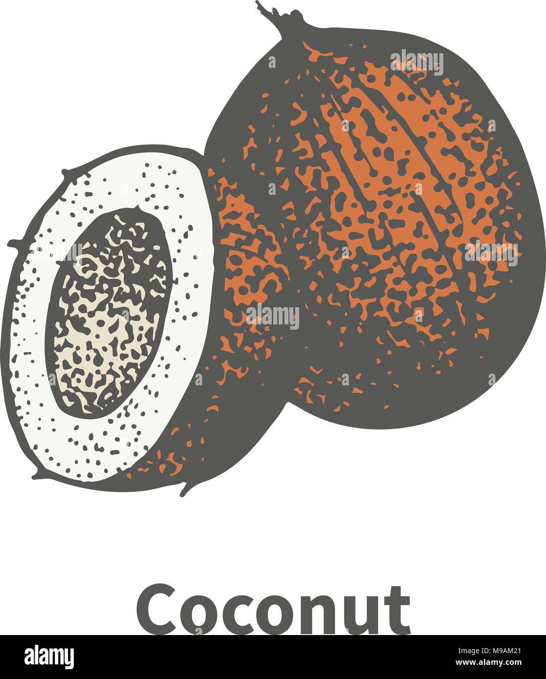Vector illustration dessinées brown coco mûre Illustration de Vecteur