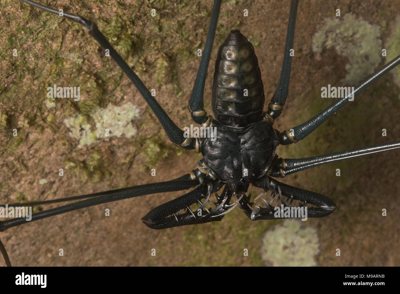 Un fouet sans queue de Scorpion Pérou , ces invertébrés s'effrayant, mais sont en fait totalement inoffensive. Banque D'Images