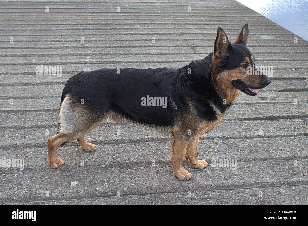 Chien berger allemand de race croisée rottweiler Photo Stock - Alamy
