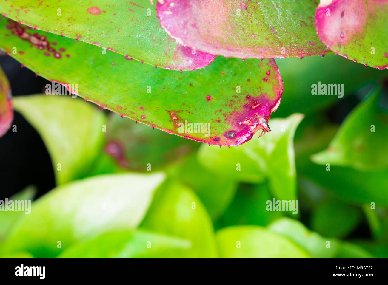 Aeonium isoler le contexte en spécial printemps,sumer/vue d'en haut, des coûts techniques. Banque D'Images